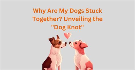 dog dick knot|The Ultimate Guide to the Dog Knot: Why It Happens ...